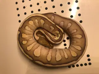 Butter Fire Yellow Belly - 100% het .........