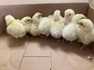 Kyllinger 