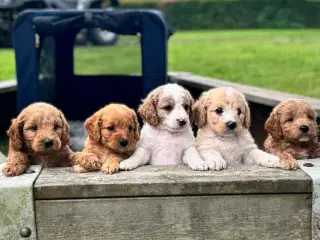 Cockerpoo hvalpe søger familie