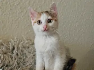 2 Smukke Maine Coon Bla.🐈