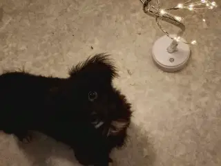 Den skønneste Pomeranian-blandingshvalp