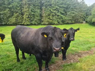 Angus foldtyr med stamtavle