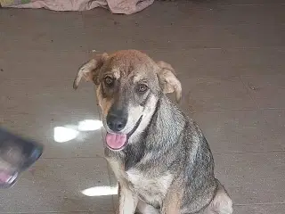 Smukke Pane