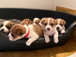 Jack Russell Terrier hvalpe