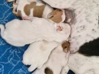 Dansk svensk gårdhunde