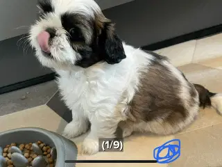 4 små Shih Tzu hvalpe mangler nye hjem🐶