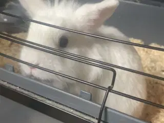 Kanin 1år