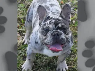 Fransk bulldog hvalp. NEDSAT!