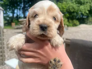 Engelsk Cocker spaniel hvalpe