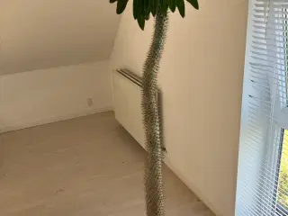 Stor Madagascar palme