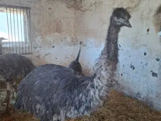 1 par emuer