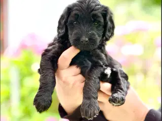 Sort Doodle Tæve (Goldendoodle)