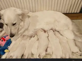 Golden Retriever / Hvid Schæfer hvalpe