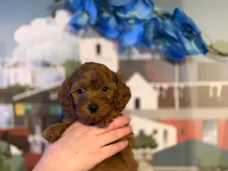 ❤️🐶 Cavapoo hvalpe –  drenge Tilbage  🐶