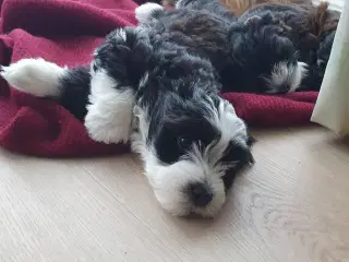 Bison Havanaishvalpe han 10 uger