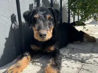 Tysk jagtterrier hanhvalp