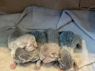 British shorthair killinger sælges