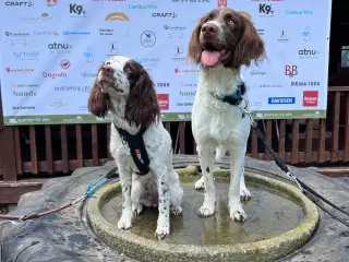 Springer Spaniel/Kleiner hvalpe