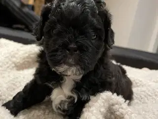 Skønneste små shihpoo