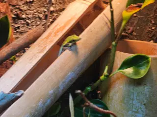 Exo terra med 2 phelsuma klemmeri