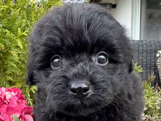 Pomerania hvalpe til sommerferien 