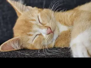 røde håret kat søger nyt hjem