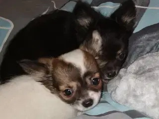  Langhåret Chihuahua Hunde Hvalpe