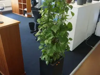Plante