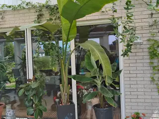 2 stk eleganteStrelitzia nicolai indendørsplanter.