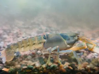 2 stk cherax sp orange tip krebs 