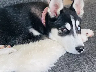 Serberian husky