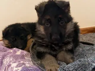 Schæfer hvalpe med DKK stamtavle