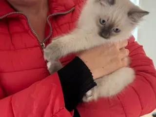 Ragdoll killinger