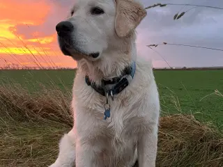 Golden Retriever tilbydes til avl