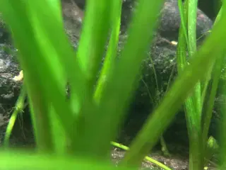 Akvarieplanter, Vallisneria