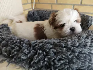 Shih Tzu hvalpe 