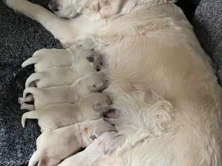 Golden Retriever hvalpe