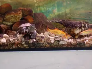  skildpadde med fisk og akvarium