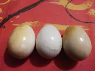 Marmor Æg
