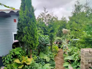 Kolonihave i Holstebro