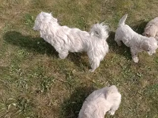 Maltipoo hvalpe