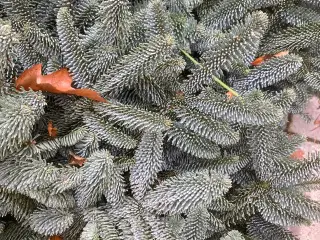 300 kg nobilis søges