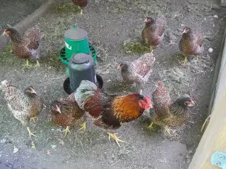 Dværg wyandotter 