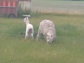 Alpaca lamaer