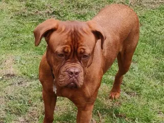 Doug de Bordeaux sælges
