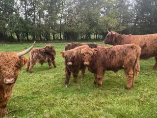 Skotsk højland kalve