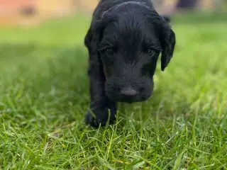 Multigen Labradoodle hvalpe søger nye hjem pr.30/5