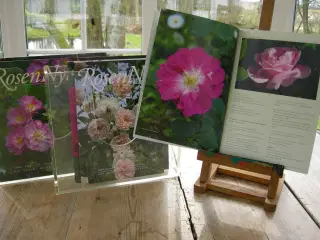 ROSEN NYT, DET DANSKE ROSENSELSKAB, ROSER, HAVEN