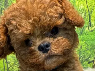 Cavapoo Rejseklar kun 2 drenge tilbage