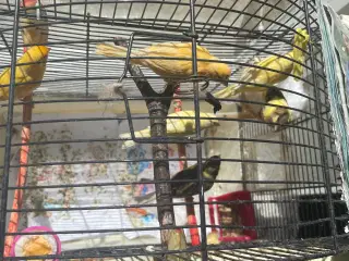 Kanari fugle
